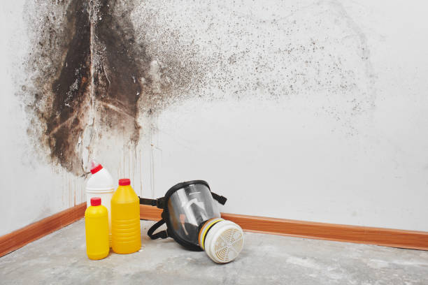 Best Certified Mold Removal  in Thorndale, PA