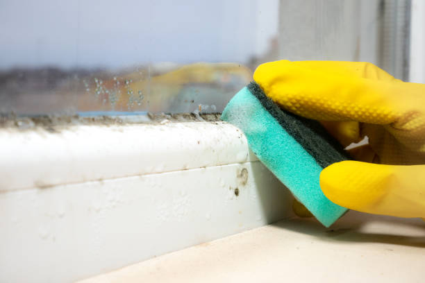 Crawl Space Mold Removal in Thorndale, PA