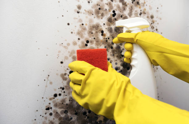 Best Local Mold Removal Service  in Thorndale, PA