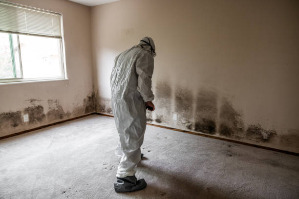Best Mold Damage Repair  in Thorndale, PA
