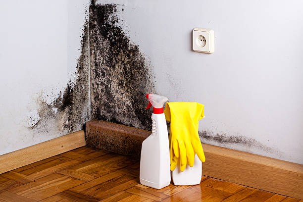 Best Mold Removal Company Near Me  in Thorndale, PA