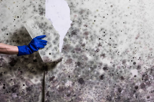 Home Mold Removal in Thorndale, PA