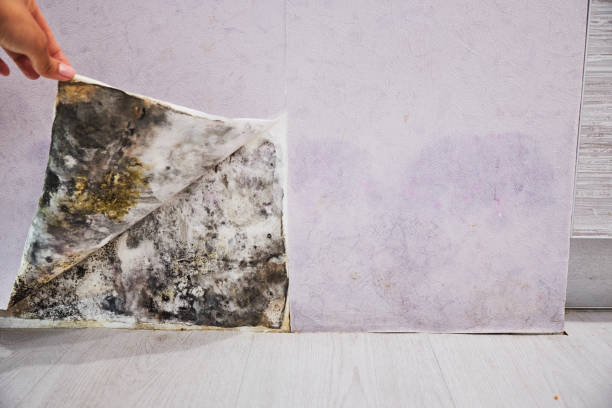 Best Home Mold Removal  in Thorndale, PA